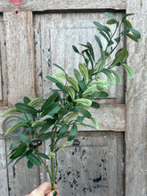 Load image into Gallery viewer, Olive branches.. sold per stem