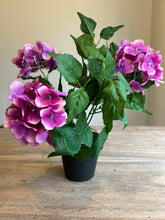 Load image into Gallery viewer, The Phoebe pink potted Hydrangea
