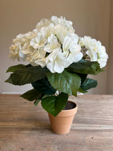 Load image into Gallery viewer, The Alexa ivory potted hydrangea.
