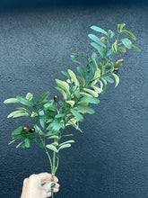 Load image into Gallery viewer, Olive branches.. sold per stem
