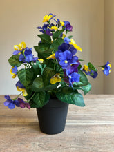 Load image into Gallery viewer, The Izzy potted purple pansy,

