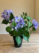 Load image into Gallery viewer, The Vivienne purple potted hydrangea
